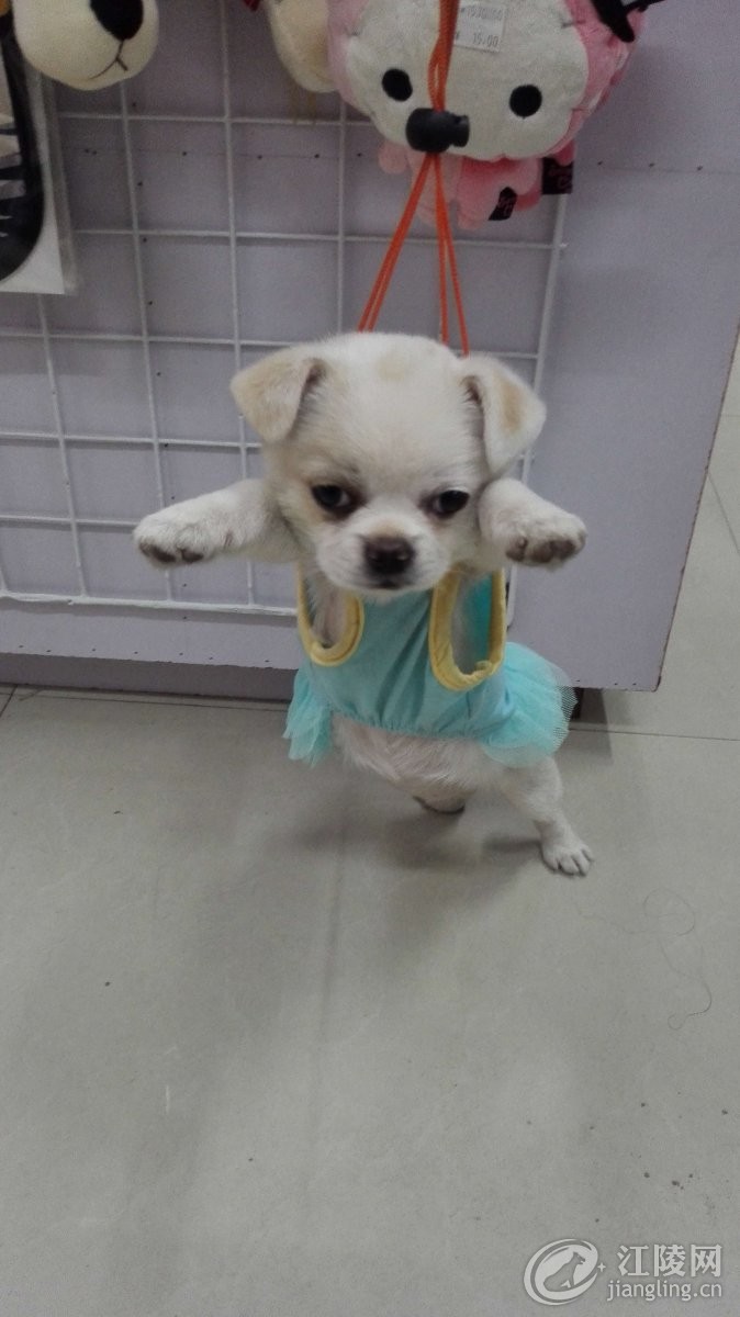 ������ǽ