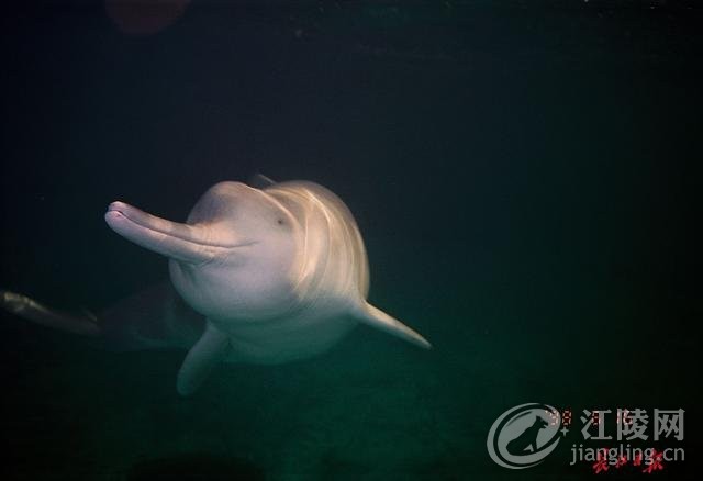 ��ʧ����ġ�����Ů�񡱰��D�౻�ĵ��ˣ�ר�Ҹ������