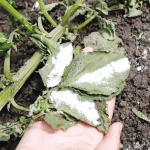 ͼ�ģ���ǰ�˵ر����� �߲�ȫ����