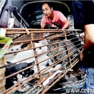 ������ס����ٷ�����ֻè־Ը�߳�ҹ���ؽ�ȳ���