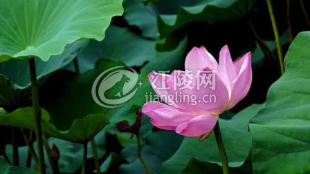 640.webp (4).png